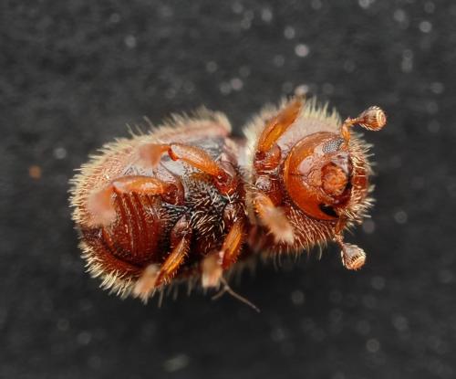 Réf. 354 171 : Dactylotrypes longicollis